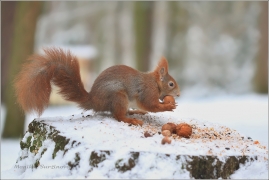 <p>VEVERKA OBECNÁ (Sciurus vulgaris) /Red squirrel - Eichhörnchen/</p>